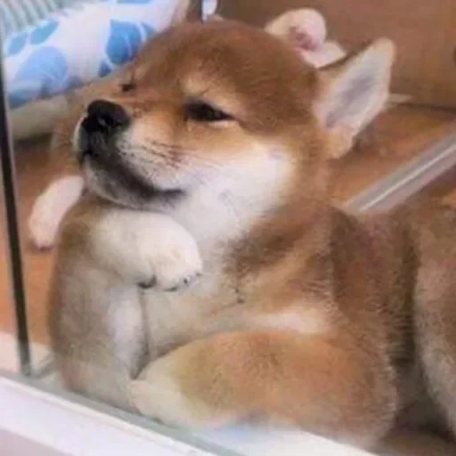 shiba inu, cachorro akita, shiba é um filhote, filhote de siba, siba inu akita inu