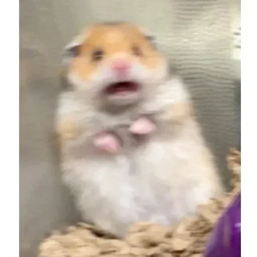 hamster, hamster hamster, o hamster é fofo, o hamster é engraçado, o hamster está assustado