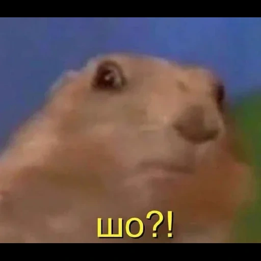 gopher mem, perrito de las praderas, meme gopher, hámster obstinado, ardilla dramática