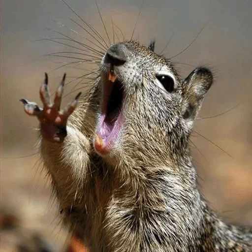 gopher húmedo, animales salvajes, gritando a gopher, el gopher es un animal, los animales son divertidos