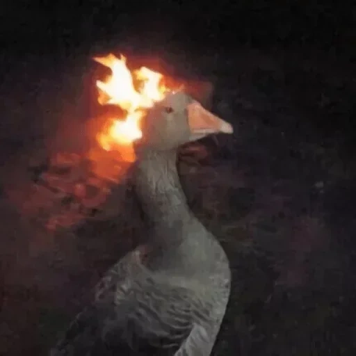 meme goose, goose is on, burning goose, goose cigarette, goose of a burning head