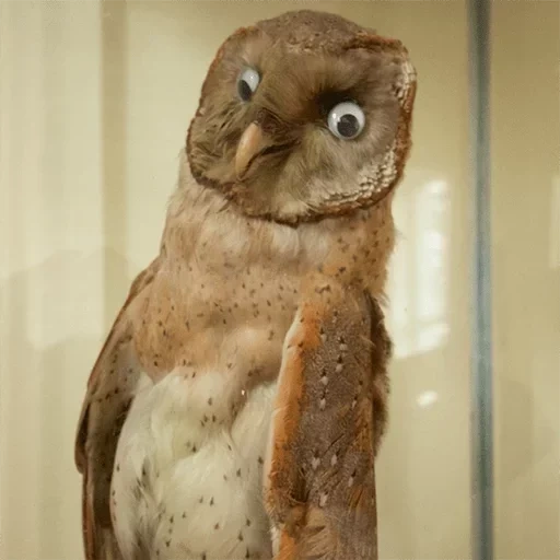 owl, owl owl, taxidermy, sypusha owl, stubbing an owl