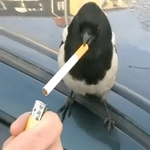 l'uccello fuma, uccello con una sigaretta, corvo con una sigaretta, quaranta sigaretta, corvo con una sigaretta
