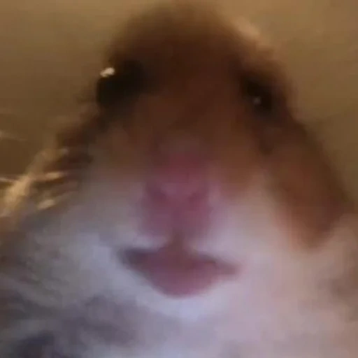 hamster, a hammer meme, hamster hamster, staring hamster, the hamster looks at the camera