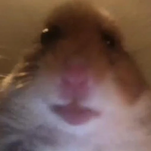 hamster, un mème de marteau, hamster hamster, regarder le hamster, le hamster regarde la caméra