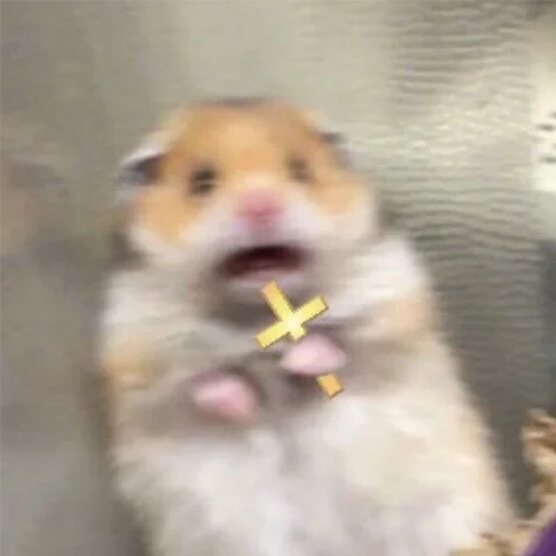 um meme de martelo, hamster hamster, o hamster é fofo, hamster com uma cruz, o meme de hamster com uma cruz