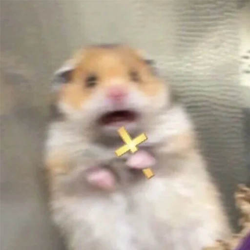 un mème de marteau, hamster hamster, le hamster est mignon, hamster avec une croix, le mème de hamster avec une croix