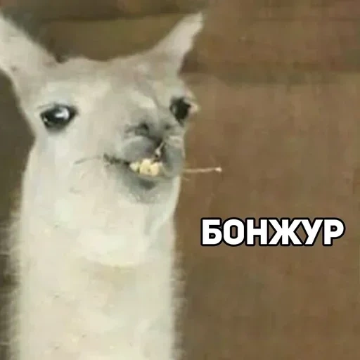 лама, llama, лама кёко, ламы смешные, бонжур мем лама