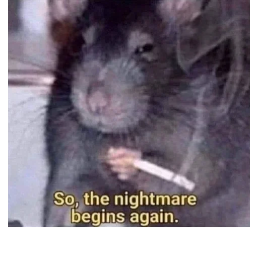 rat, rat rat, smoking rat, rat with a cigarette, rat with a cigarette meme