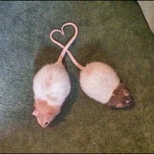 ratos adoráveis, ratos namorados, ratos caseiros, três ratos de namoradas, dois ratos de uma namorada