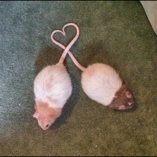 tikus yang indah, pacar tikus, tikus buatan sendiri, tiga tikus pacar, dua tikus dari seorang pacar