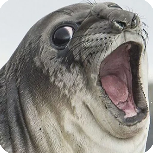 seal, seal meme, the seal yells, the seal growls, surprised seal