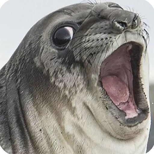 selo, sele meme, o selo grita, o selo rosna, seal surpreso