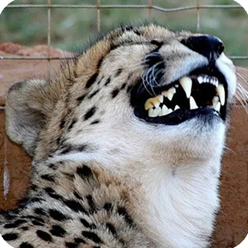 gato, leopardo, meme de guepardo, leopardo mem, el guepardo se ríe