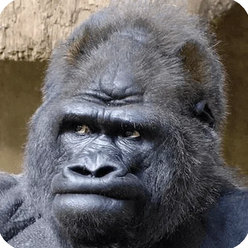 gorilla, gorillaz, publication, film patterson gimlina film 1967