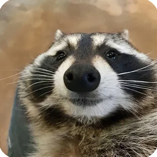 raccoon panda, raccoon memik, housing raccoon, rakun yang puas, strip rakun