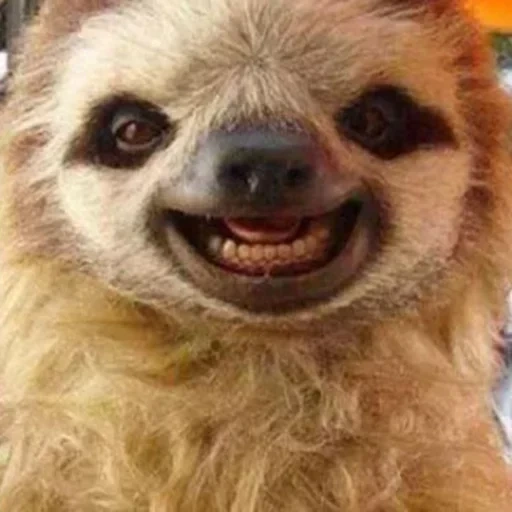 sloth, dear lazy, ladvets funny, the slow smiles, smiling animals