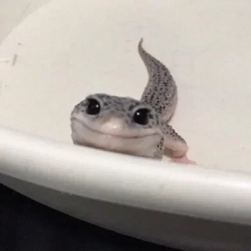 lézard, gecko, mèmes haeckon, le lézard de la salle de bain, coquille de lézard