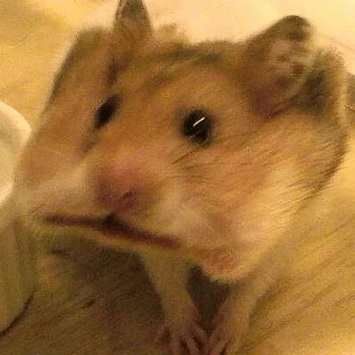 hamster, the hamster is cute, syrian hamster, the hamster is funny, syrian hamster