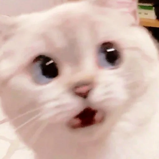 котик мем, кот мем белый, белый котик мем, милый котик мем, милые котики мемов