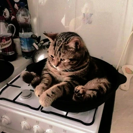 кот, котик, кот сковороде, котики смешные, забавные животные