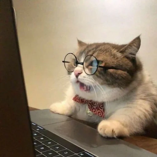 кот, злобный кот, кот смешной, котики смешные, котик за компьютером