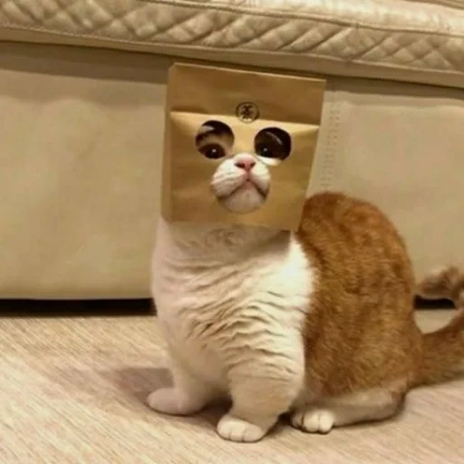 кот, котик, смешные коты, котики смешные, котик пакетом голове