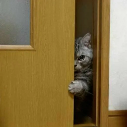 кот, маурицио кот, животные милые, кошка домашняя, кошка под дверью