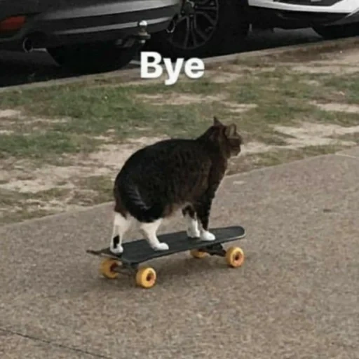 кот скейте, котик скейте, кот скейтборде, кошка скейтборде, кот скейте прощай