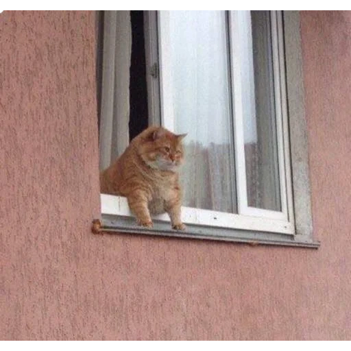 кот, кот окне, кот окне мем, толстый кот окне, кот выглядывает окна