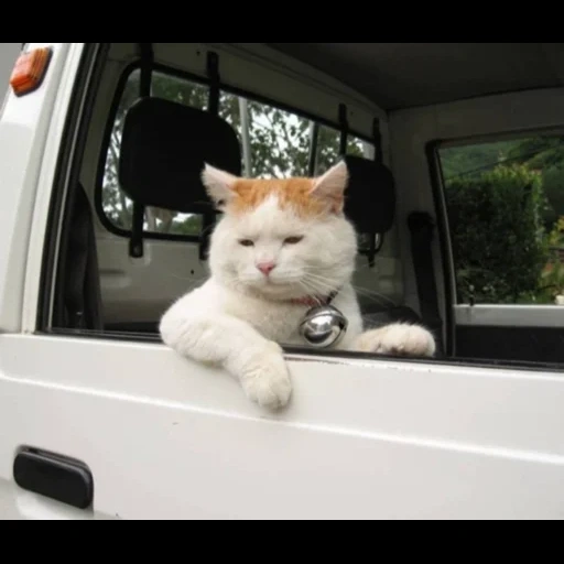 cat, камера, кот машине, кошка драйв, кот за рулем