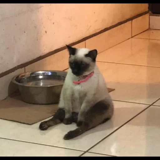 кот, siamese cat, сиамская кошка, кот бася сиамский, я одинокая супе тефтелька