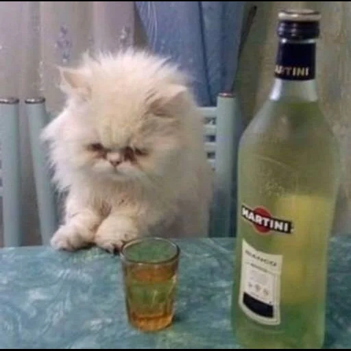 кот, коты, котик алкоголем, персидская кошка