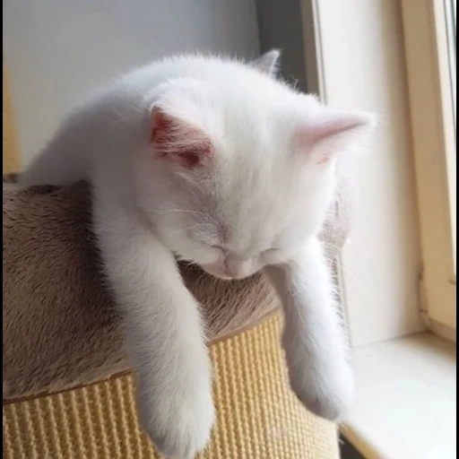 кот, усталый кот, белая кошка, котенок белый, смешной белый кот