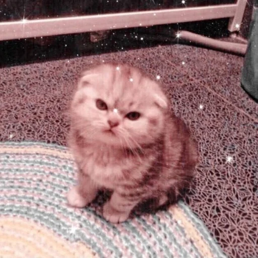 zangado um gato, raiva um gato de meme, vysloukhay cat, gatos fofos são engraçados, cat de berth scottish