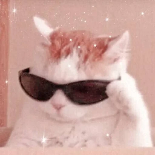 meme de gato, gato con gafas, meme de gato genial