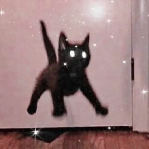 eine mememische katze, schwarze katze, lustige katzen, die katzen sind lustig, verrückte katze