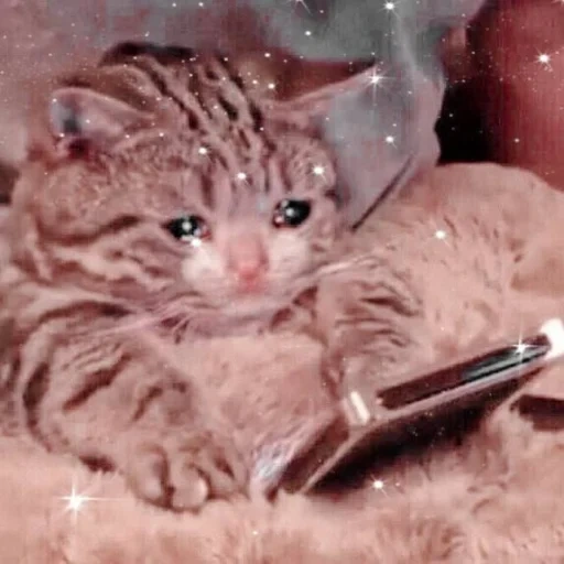 gatos lloradores, gato triste, un teléfono de gato, gato llorando con un teléfono, el gato llora con un teléfono