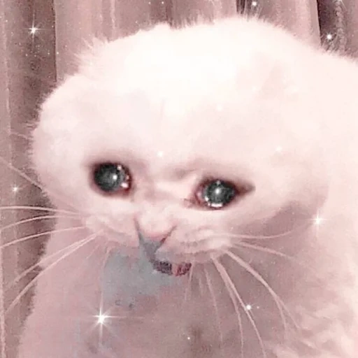 gato chorando, gatos chorando, gato chorando, gato chorando, meme de um gato triste