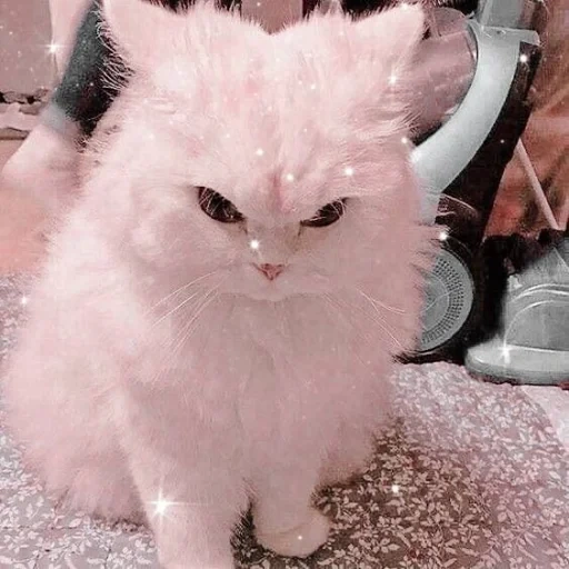 evil cat, evil cat, a furry seal, angry white cat, a furry kitten