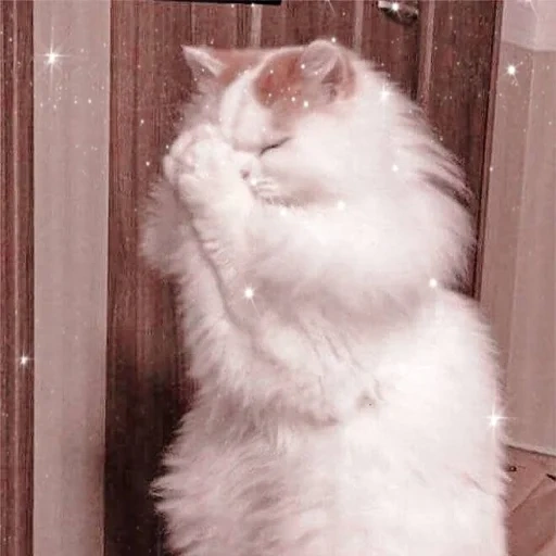 кот, кошка, пушистый, белая кошка, кот молится