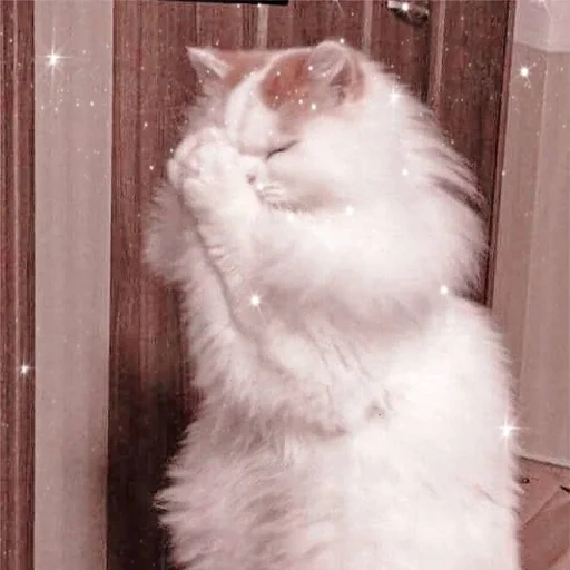 cat, cat, fluffy, white cat, the cat is praying