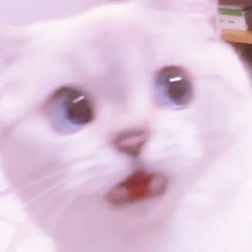 милые котики, кот мем белый, белый котик мем, милый котик мем, милые котики мемов
