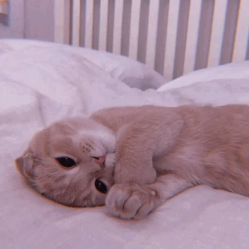 kucing, kucing lucu, kucing dari tempat tidur, vysloukhay cat, vysloux kitten dengan selimut putih