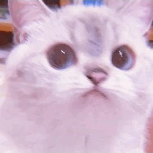 meme cat, kitty meme, cute cats, dear cat meme, catcals are cute