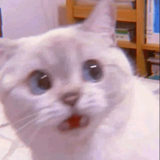 meme del gatto, un gatto meme, gatto bianco mim, modo di gatto bianco, moe di gatto carino