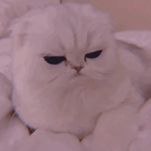 cat, you are a cat, angry a cat, angry cat white, cute cats are funny