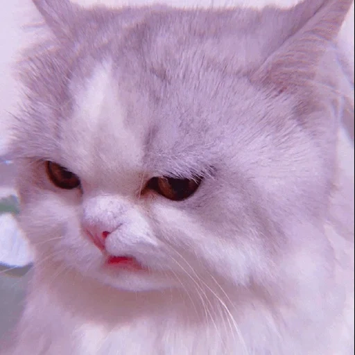 cats, cat, angry cat, the cat is angry, cute cats