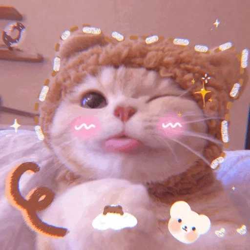 cute cats, the cats are funny, funny animals, a cute cat hat, cute cats are funny