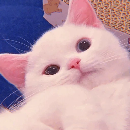 cats, chat blanc, c'est si mignon, charmant phoque, animaux félins